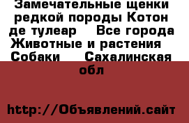 Замечательные щенки редкой породы Котон де тулеар  - Все города Животные и растения » Собаки   . Сахалинская обл.